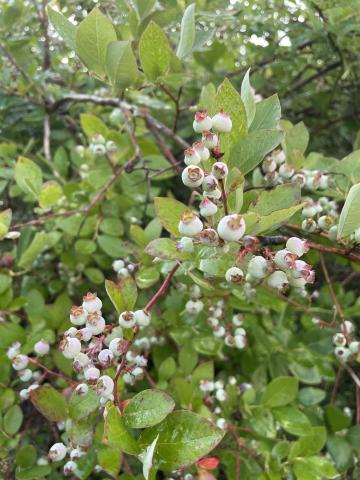 Blueberries Emerging-July