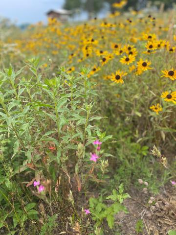 Pollinator Playground
